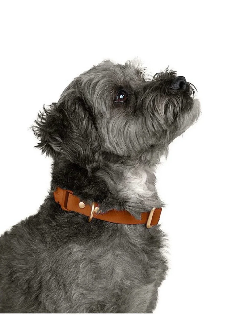SportPet Solid Dog Collar Size Large